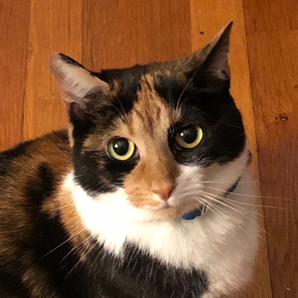 Meet your Posher, Anna - Picture 1 of 1